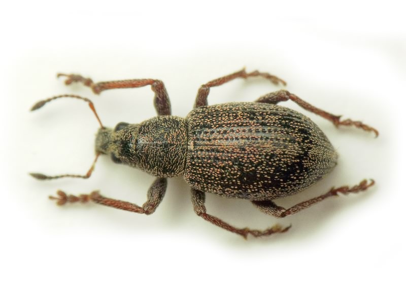 Sciaphobus squalidus (Gyllenhal, 1834)